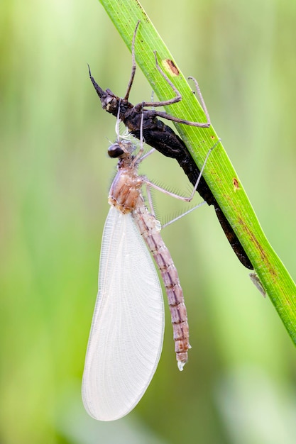 Geburt einer Libelle Metamorphose der Libelle..