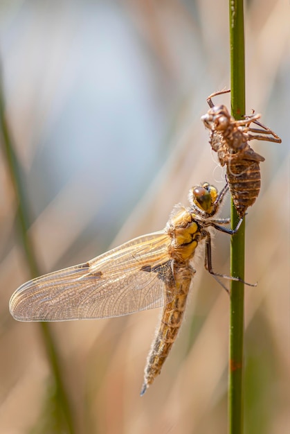 Geburt einer Libelle Metamorphose der Libelle