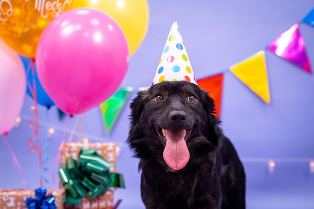 Geburtstag des Hundes, Luftballons, Fahnen, Kuchen. Festliche Atmosphäre.