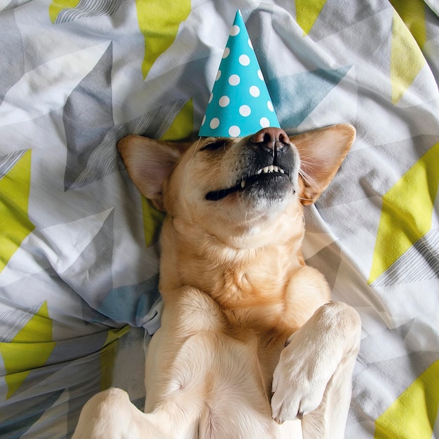 Geburtstagsfeier Hund Feiern mit Pary-Hut auf dem Bett Top-View