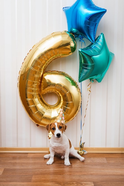 Geburtstagshund im Partyhut im mit Luftballons geschmückten Raum, der die Kamera anschaut