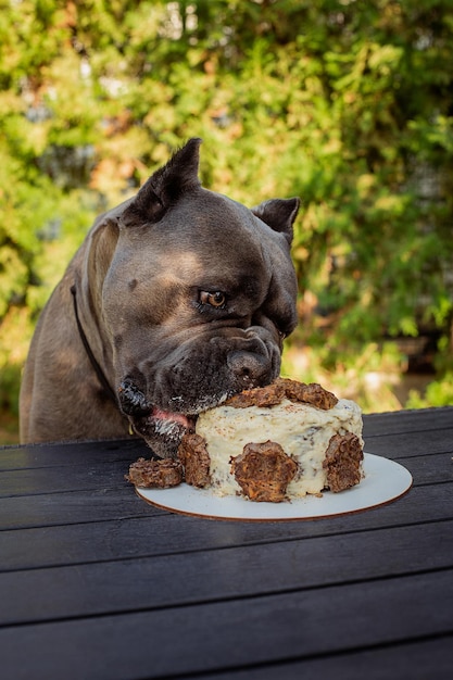 Foto geburtstagshunde und sein geschenk in form eines geburtstagskuchens ein cane corso hund feiert seinen geburtstag