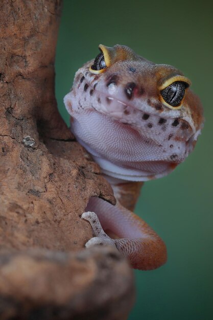 Foto gecko-aktion im freien