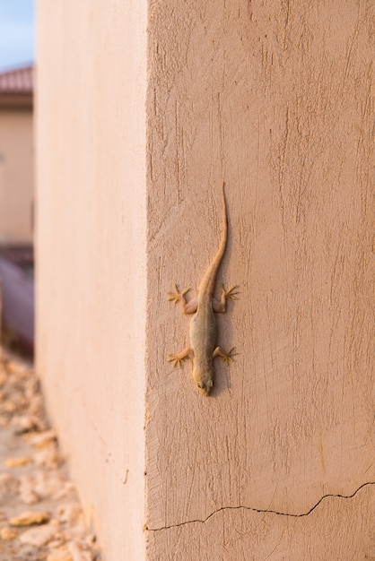 Gecko an der Wand