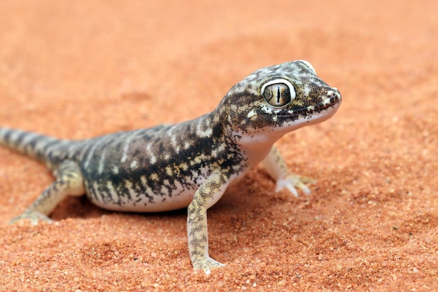 Gecko de arena tomando el sol en la arena Gecko de arena de cabeza de primer plano Stenodactylus petrii Stenodactylus petrii gecko