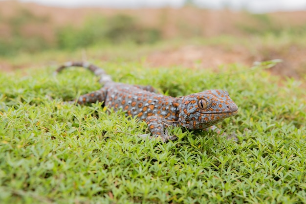 Gecko auf dem grünen Gras