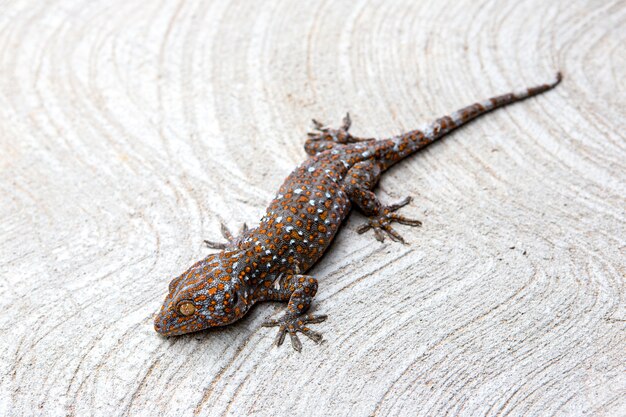 Gecko auf dem Zementboden