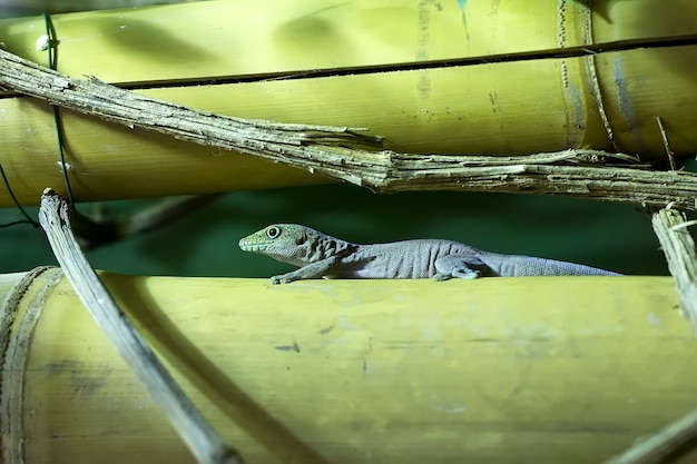 Gecko auf einem Baum