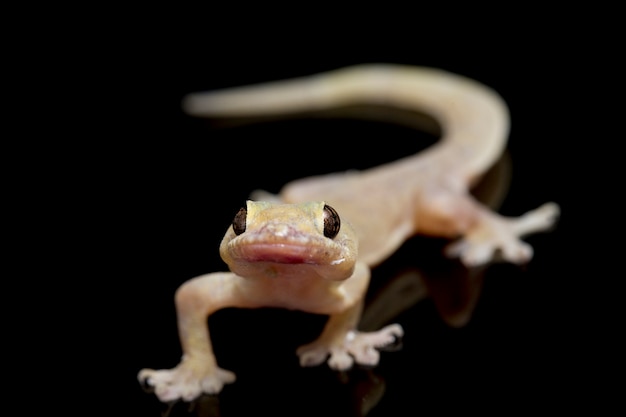 Gecko de casa común de primer plano