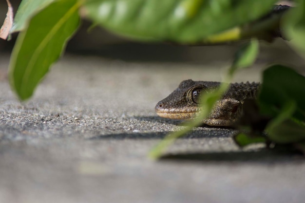 Foto gecko de cerca con los ojos visibles