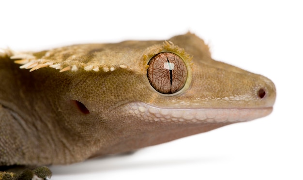 Gecko Crestado de Nueva Caledonia - Rhacodactylus ciliatus