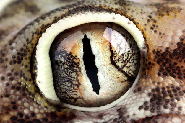 Gecko de areia de olhos fechados, gecko de areia de olhos fechados