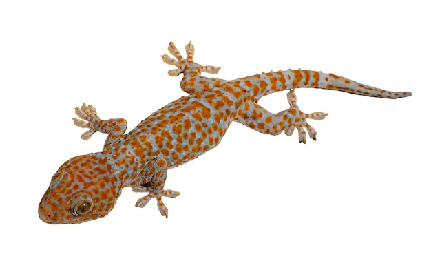 Gecko de pele cinzenta com ilha de bolinhas laranja no teto espere que os insetos comam à noite