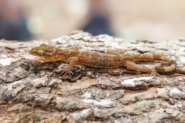 Gecko de Ulber na floresta tropical