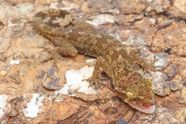 Gecko de Ulber na floresta tropical