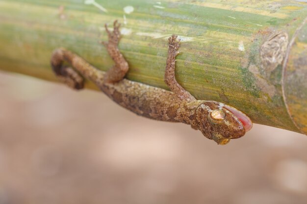 Foto gecko de ulber na floresta tropical