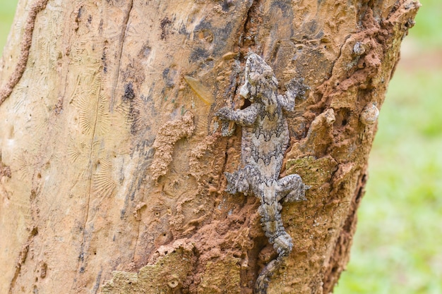 Gecko deslizante de espalda lisa o Ptychozoon lionotum