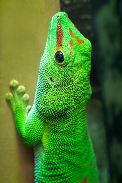 Gecko diurno gigante de Madagascar felsuma grandis