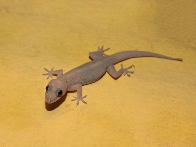 Gecko doméstico en la pared de la casa.