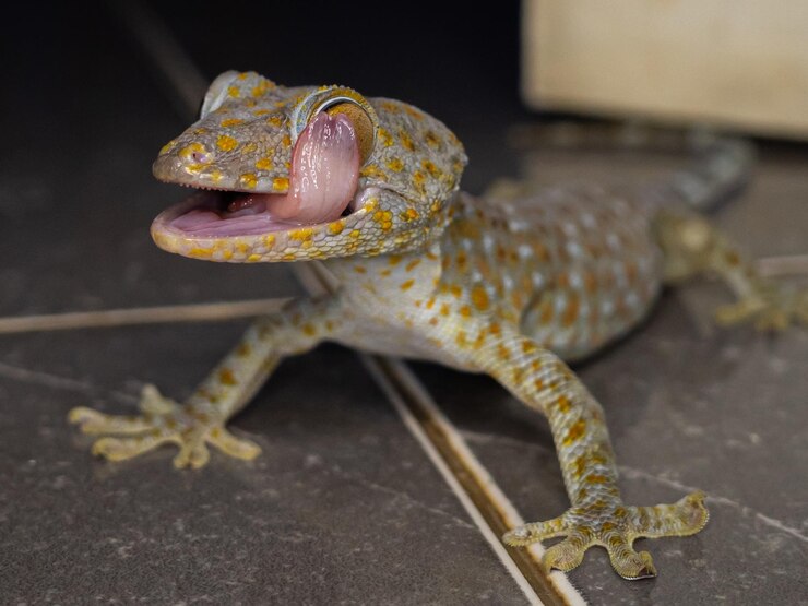 Foto gecko é um tipo de lagarto do gênero gekko tribo gekkonidae