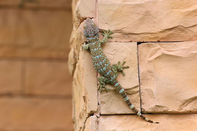 Gecko Eidechse Kletterwand Hintergrund