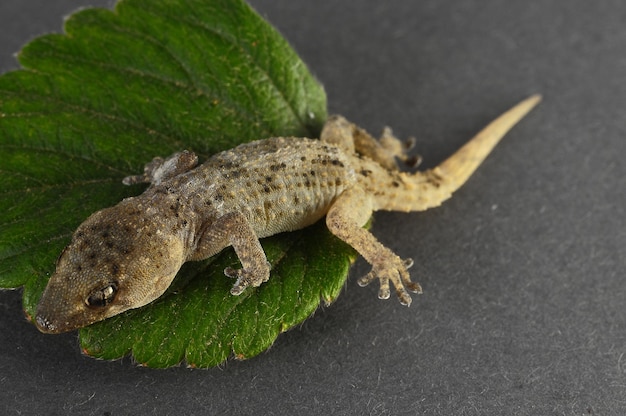 Gecko-Eidechse und Blatt