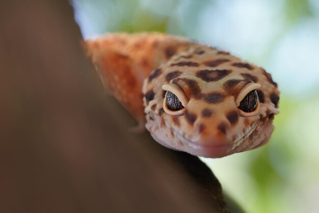 Foto gecko y fotografía macro bokeh