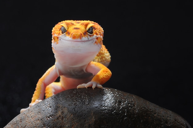 gecko lagarto leopardo, gecko leopardo común, gecko,