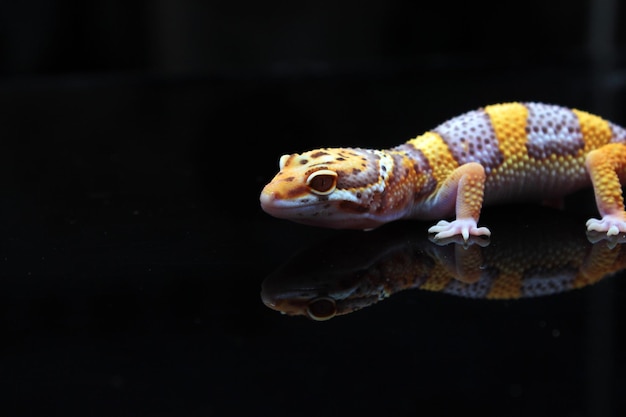 Gecko leopardo albino amarillo sobre fondo negro