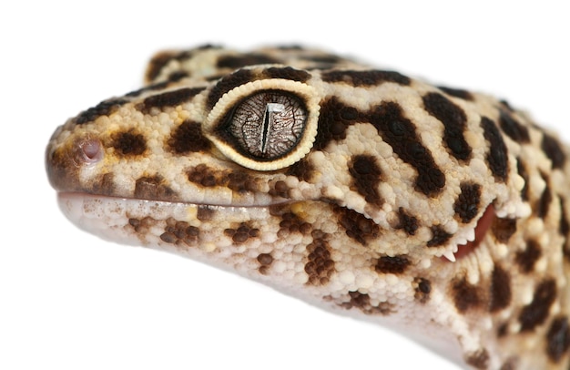 Gecko leopardo amarillo alto Eublepharis macularius delante de un fondo blanco