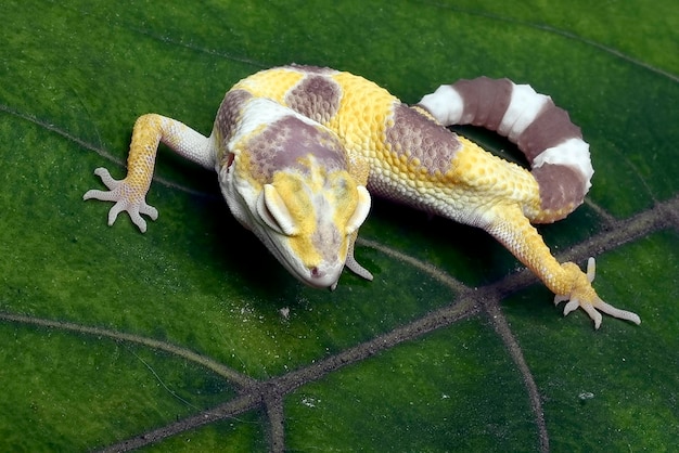 Gecko leopardo bebê em folhas