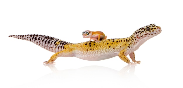 Gecko leopardo en blanco