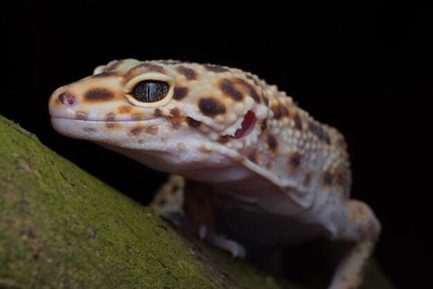 Foto gecko leopardo de cerca