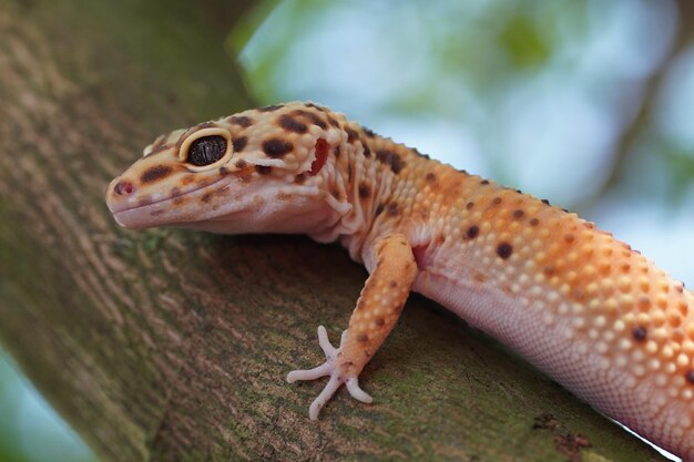 Gecko leopardo de cerca