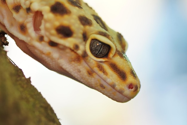 Foto gecko leopardo de cerca