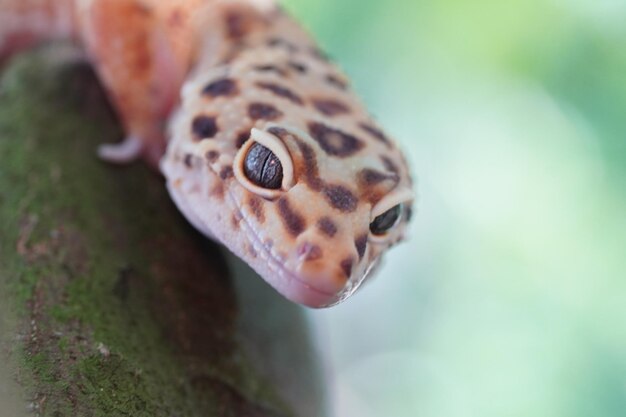 Foto gecko leopardo de cerca