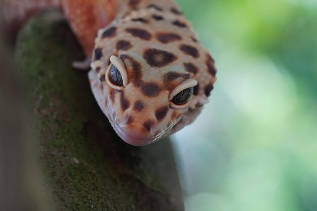 Foto gecko leopardo de cerca