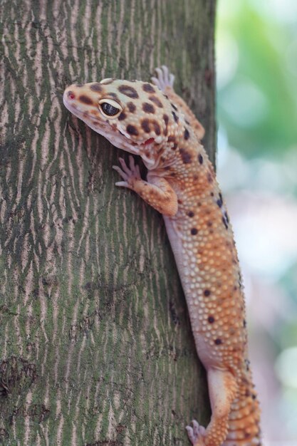 Gecko leopardo de cerca