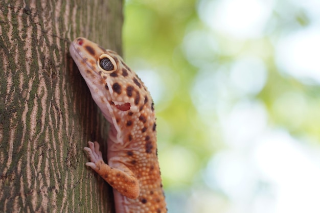 Foto gecko leopardo de cerca