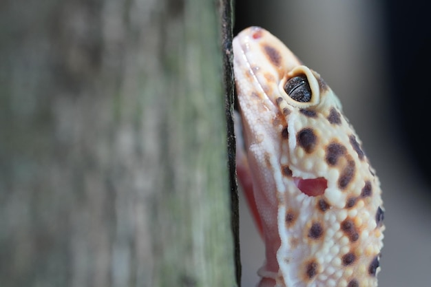 Foto gecko leopardo de cerca