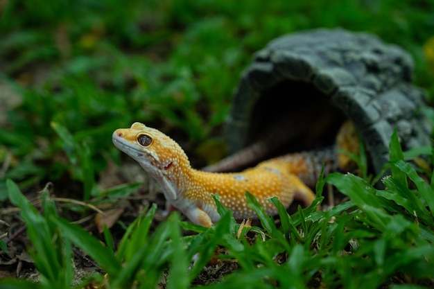 Gecko leopardo común en el suelo