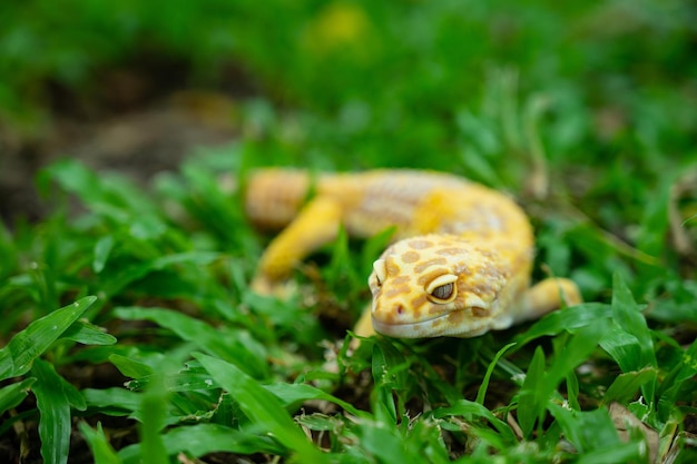 Gecko leopardo común en el suelo