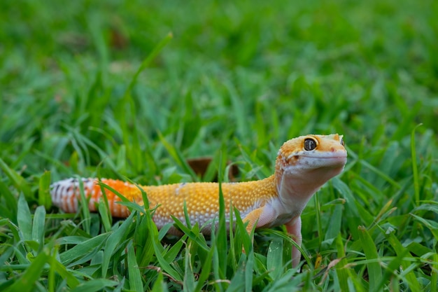 Foto gecko leopardo común en el suelo