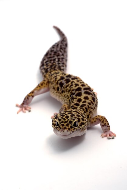 Gecko leopardo em fundo branco isolado