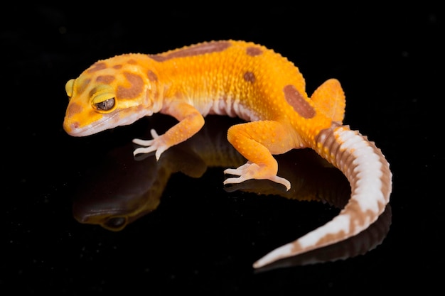 Gecko leopardo, Eublepharis macularius, tremper albino aislado sobre fondo negro