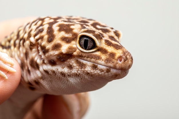 El gecko leopardo (Eublepharis macularius).