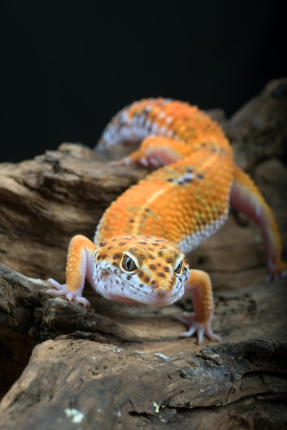 Gecko leopardo con fondo negro