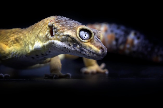 Gecko leopardo de hielo de limón exótico