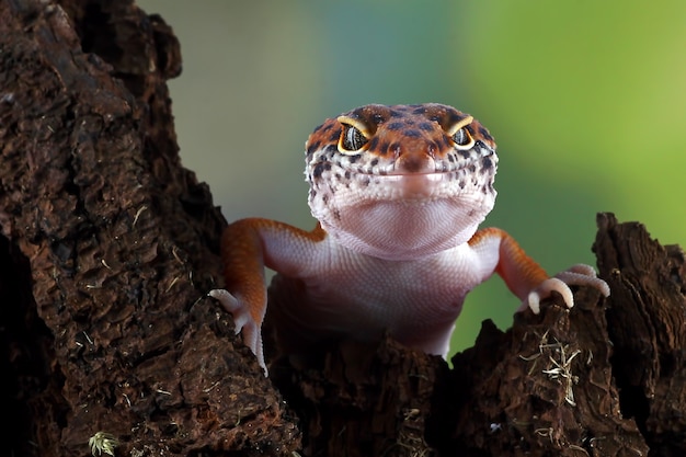 gecko leopardo en madera