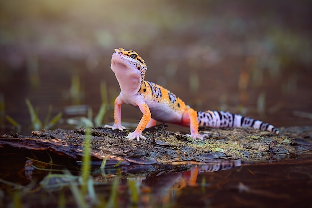 Gecko leopardo na madeira em uma floresta tropical